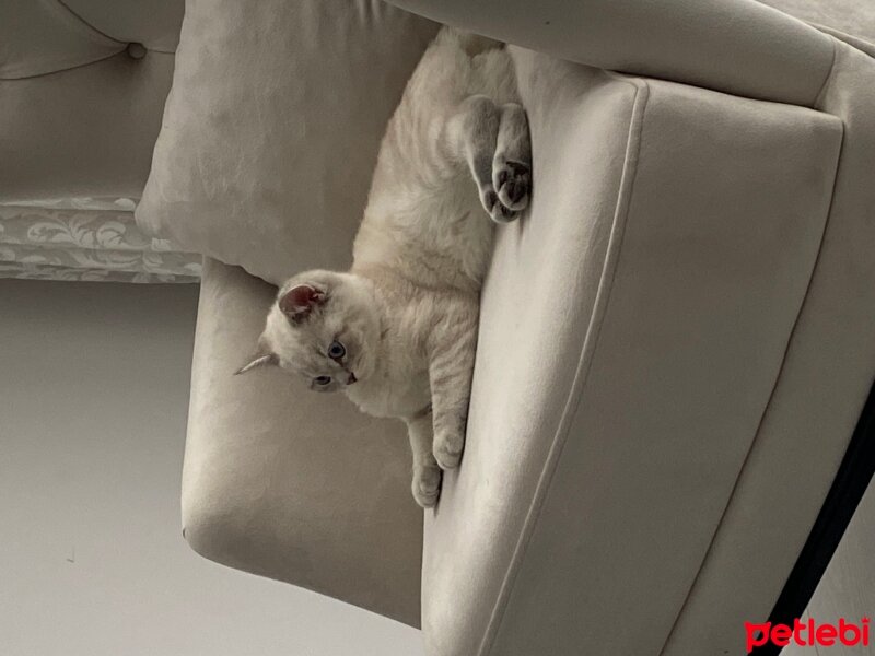 British Shorthair, Kedi  Mercan fotoğrafı