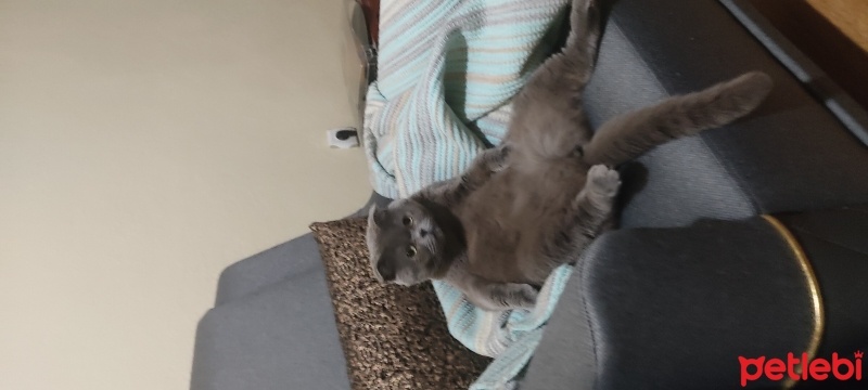 British Shorthair, Kedi  Bulut fotoğrafı