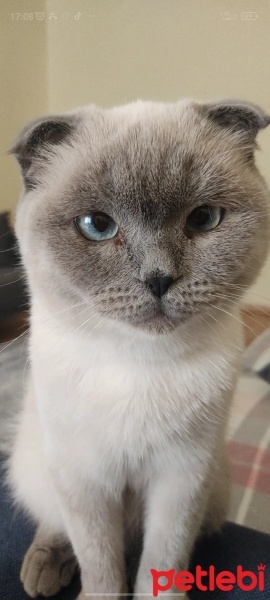 British Shorthair, Kedi  Molly fotoğrafı