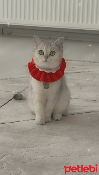 British Shorthair, Kedi  Milka fotoğrafı