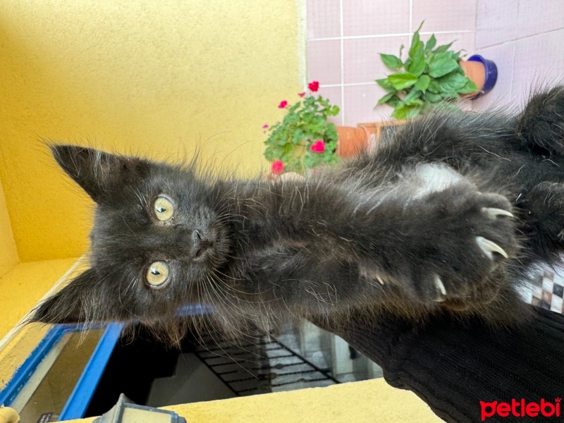 Tekir Kedi, Kedi  Sokak kedisi fotoğrafı