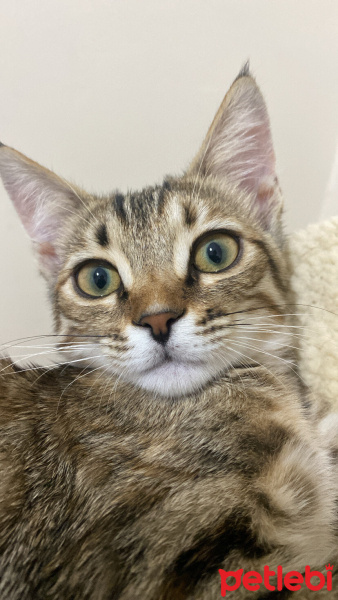 Tekir Kedi, Kedi  Şanslı fotoğrafı