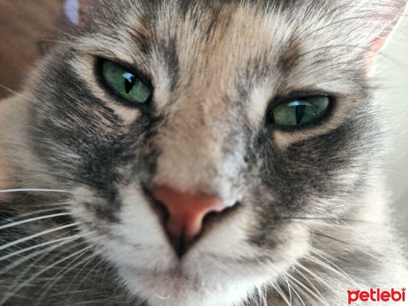 Norwegian Forest, Kedi  Leyla fotoğrafı