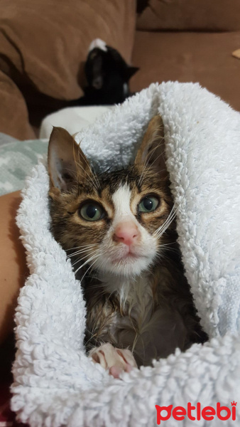 Tekir Kedi, Kedi  Prens fotoğrafı