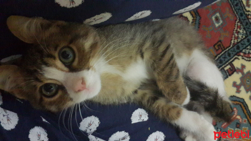 Tekir Kedi, Kedi  Prens fotoğrafı