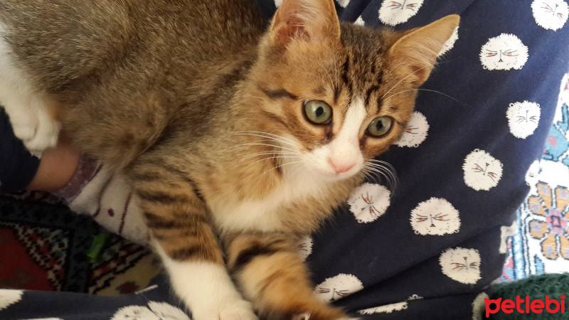 Tekir Kedi, Kedi  Prens fotoğrafı