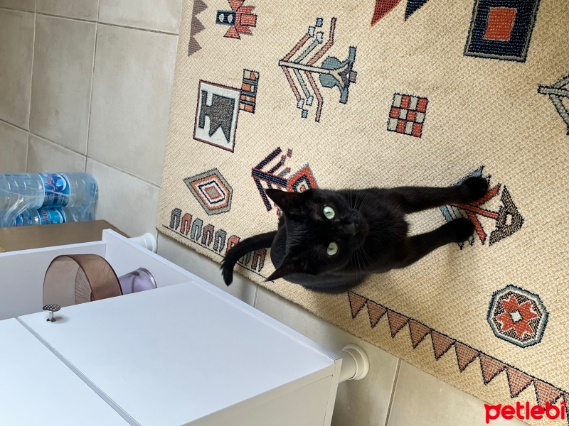 Bombay, Kedi  Dişsiz fotoğrafı