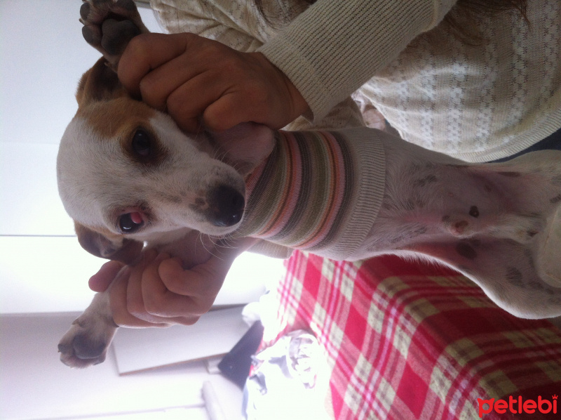 Jack Russell Terrier, Köpek  Nicka fotoğrafı