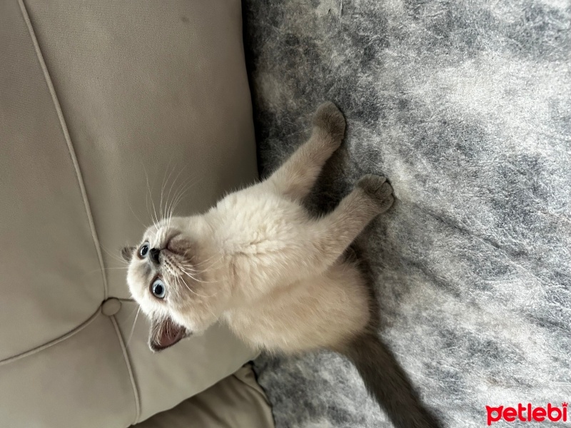British Shorthair, Kedi  British shorthair yavrular fotoğrafı