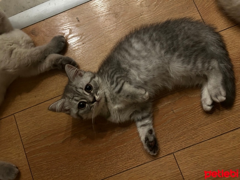British Shorthair, Kedi  British shorthair yavrular fotoğrafı