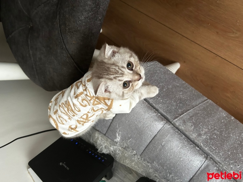 British Shorthair, Kedi  British shorthair yavrular fotoğrafı