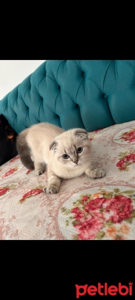 British Shorthair, Kedi  Duman fotoğrafı