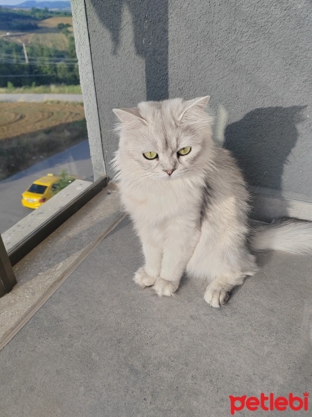 British Longhair, Kedi  Lily fotoğrafı