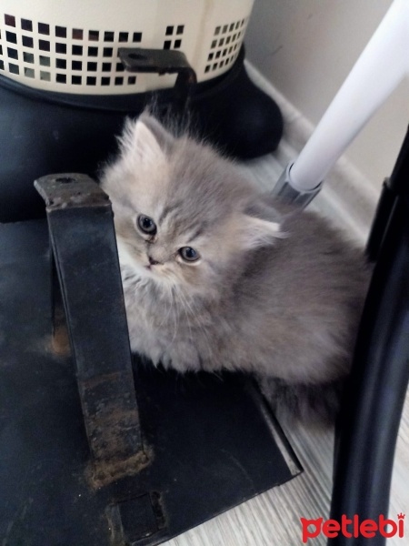 Scottish Fold, Kedi  Adı yok fotoğrafı
