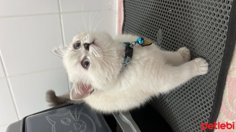 British Shorthair, Kedi  İnci fotoğrafı