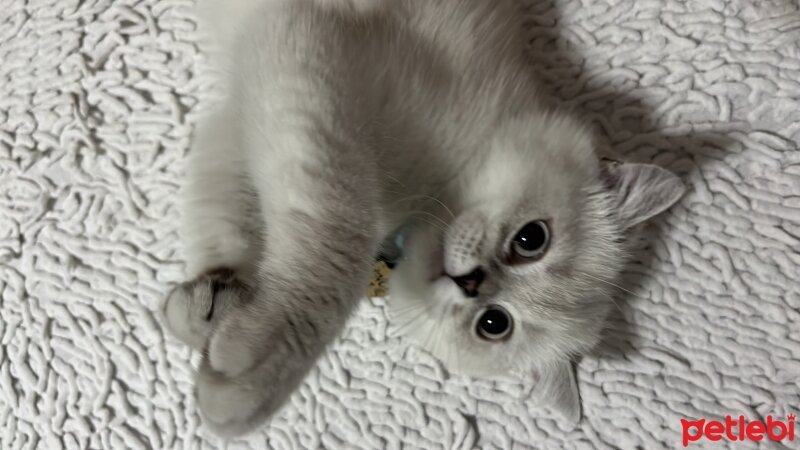 British Shorthair, Kedi  İnci fotoğrafı