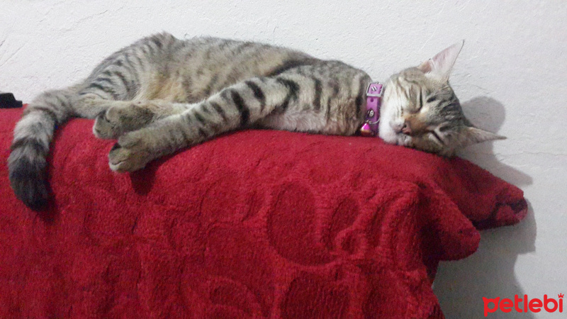 Tekir Kedi, Kedi  Zilli fotoğrafı