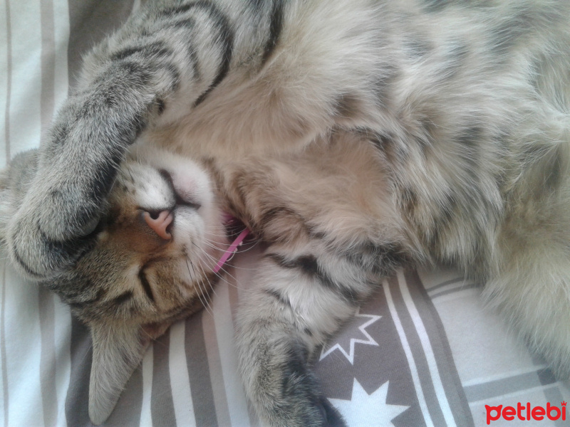 Tekir Kedi, Kedi  Zilli fotoğrafı