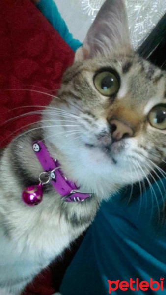 Tekir Kedi, Kedi  Zilli fotoğrafı