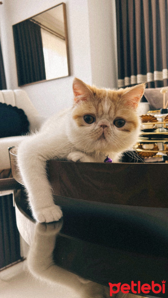 Exotic Shorthair, Kedi  Paşa fotoğrafı