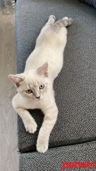 British Shorthair, Kedi  Boncuk fotoğrafı