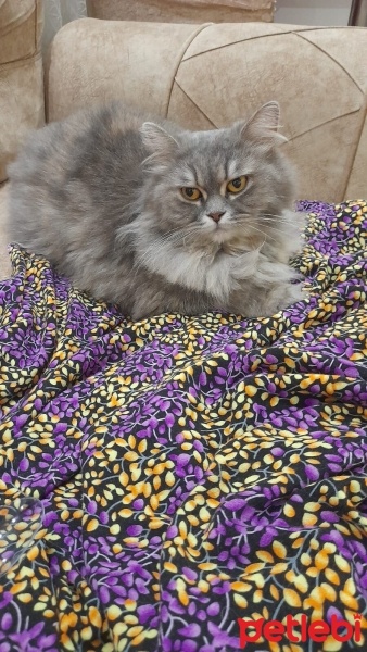 Scottish Fold, Kedi  Luna fotoğrafı