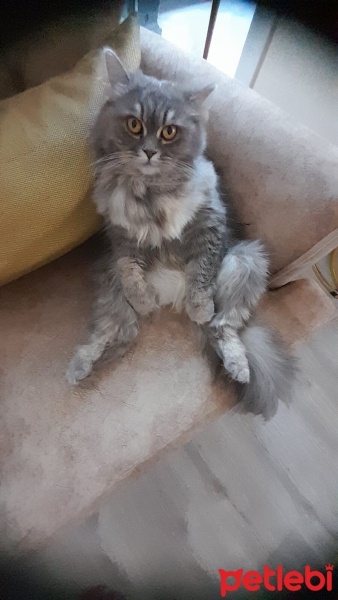 Scottish Fold, Kedi  Luna fotoğrafı