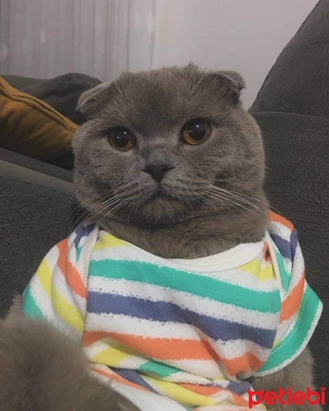 Scottish Fold, Kedi  Loki fotoğrafı