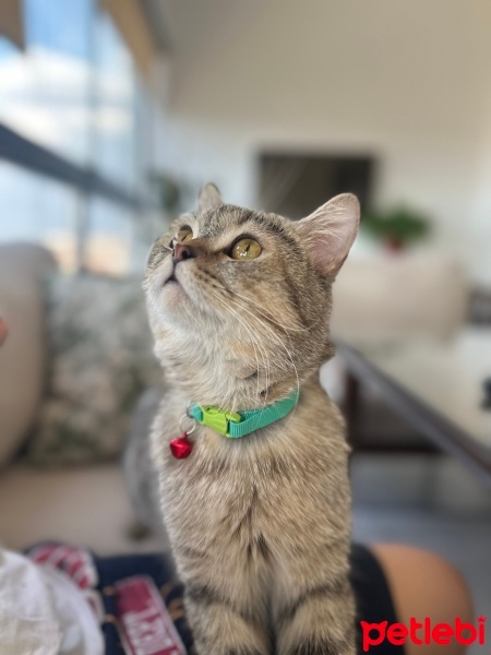 British Shorthair, Kedi  Ankara için yuva aranıyor,British melezi erkek fotoğrafı
