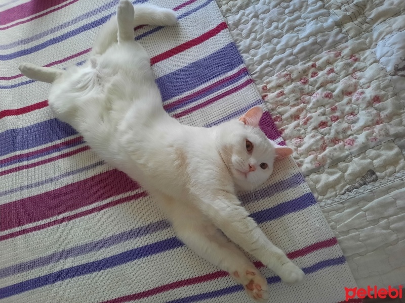 British Shorthair, Kedi  Atlas fotoğrafı