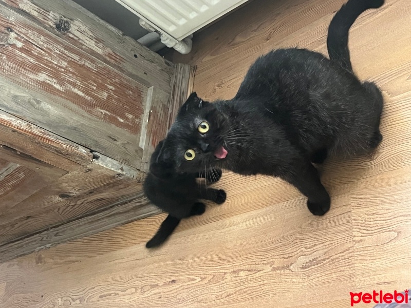 Scottish Fold, Kedi  Tokyo fotoğrafı
