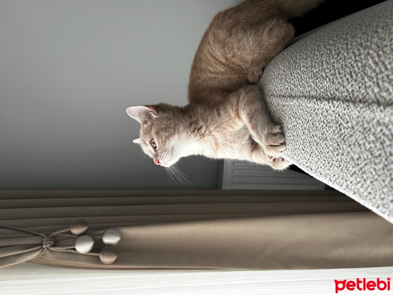 British Shorthair, Kedi  Mimi fotoğrafı