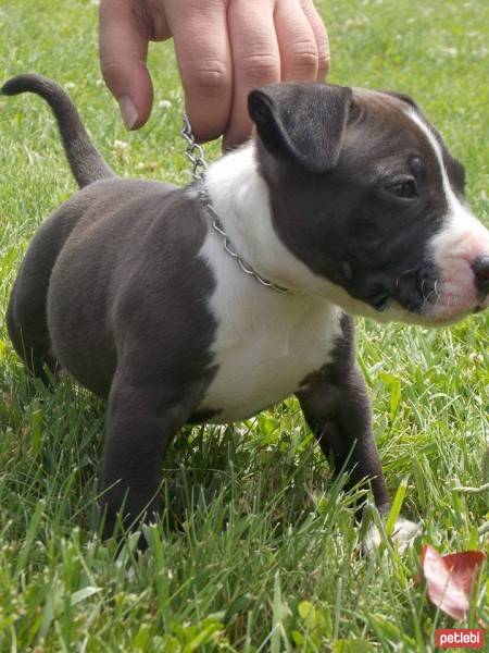 Amerikan Pitbull Terrier, Köpek  Kurşun fotoğrafı