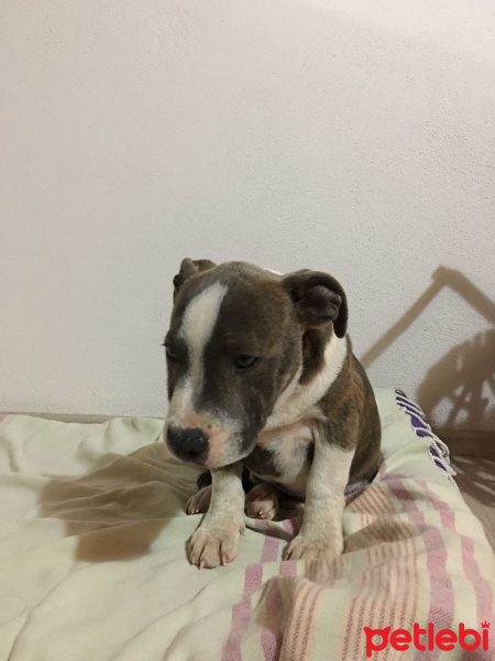Staffordshire Bull Terrier, Köpek  Obi-Wan fotoğrafı