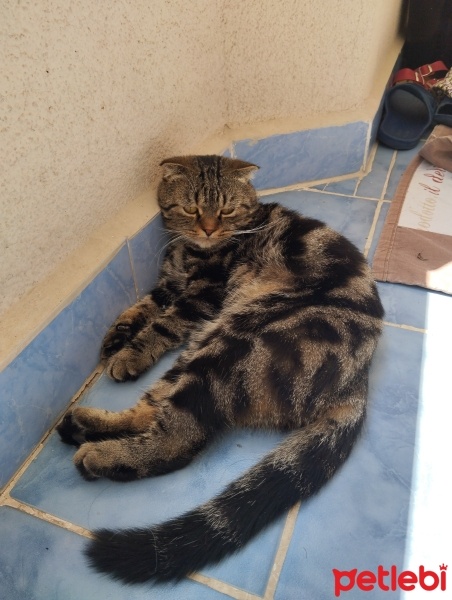 Bengal, Kedi  Paşa fotoğrafı