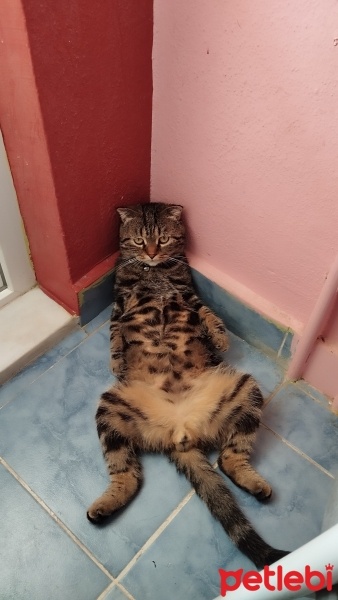 Bengal, Kedi  Paşa fotoğrafı