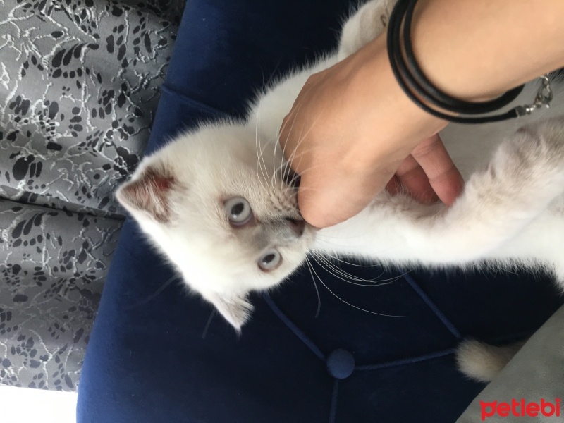 Scottish Fold, Kedi  Pamuk fotoğrafı