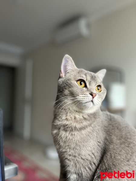 British Shorthair, Kedi  KARYA fotoğrafı