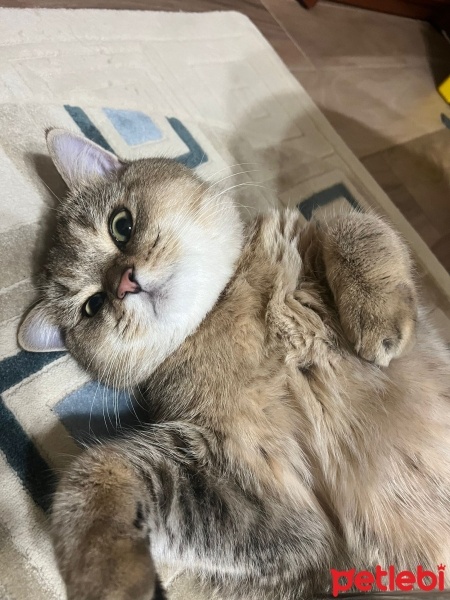 British Shorthair, Kedi  Ozzy fotoğrafı