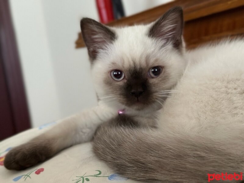 British Shorthair, Kedi  Kaju fotoğrafı