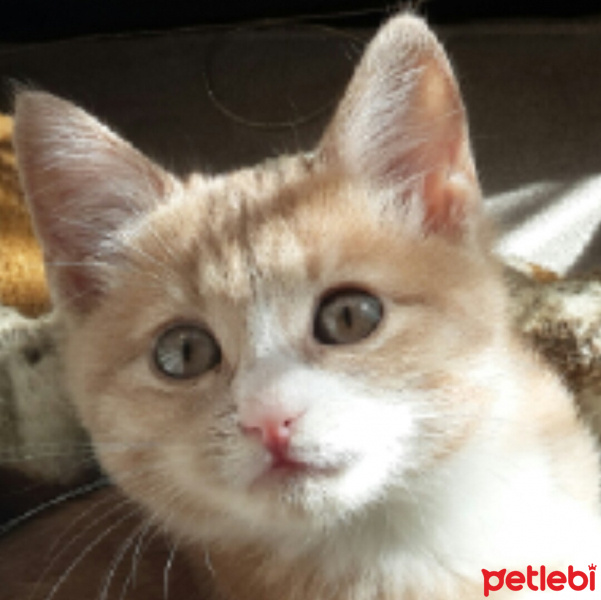 Tekir Kedi, Kedi  Badem fotoğrafı