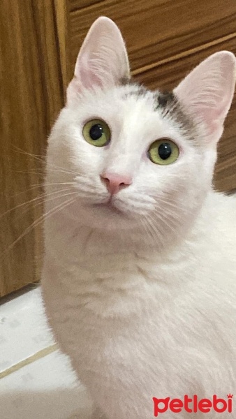 Tekir Kedi, Kedi  Kami fotoğrafı