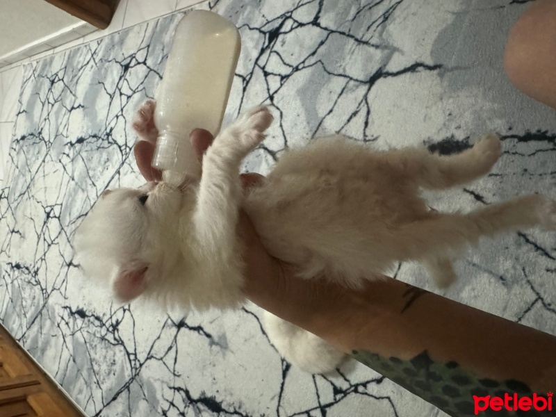 Exotic Shorthair, Kedi  Tina fotoğrafı
