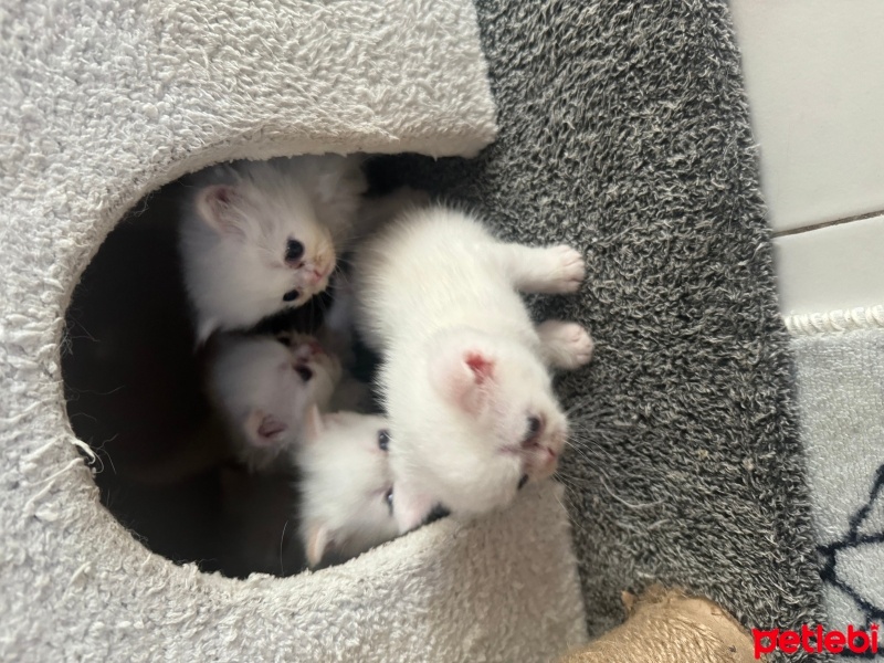Exotic Shorthair, Kedi  Tina fotoğrafı