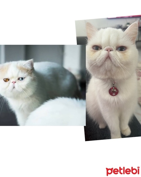 Exotic Shorthair, Kedi  Tina fotoğrafı