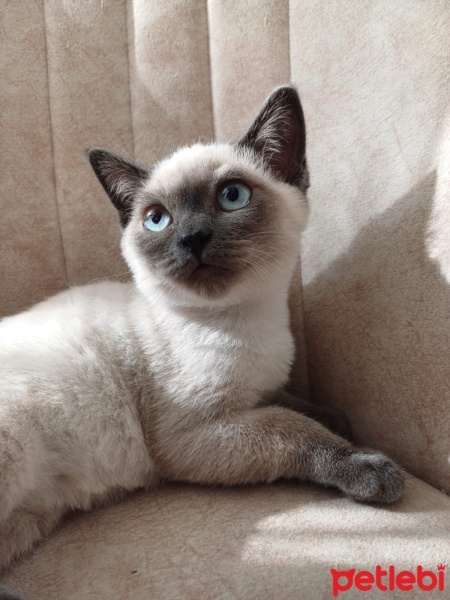 Siyam Kedisi, Kedi  Pati fotoğrafı