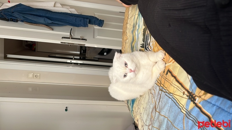 British Shorthair, Kedi  Mila fotoğrafı