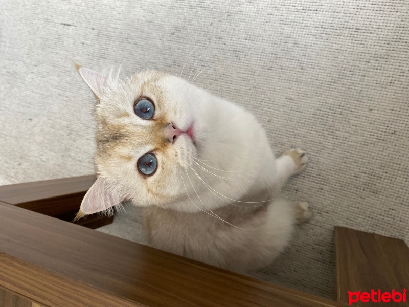 British Shorthair, Kedi  Ares fotoğrafı