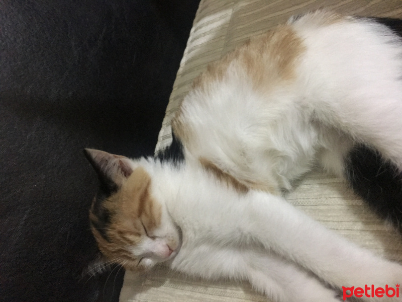 Tekir Kedi, Kedi  Bomonti fotoğrafı
