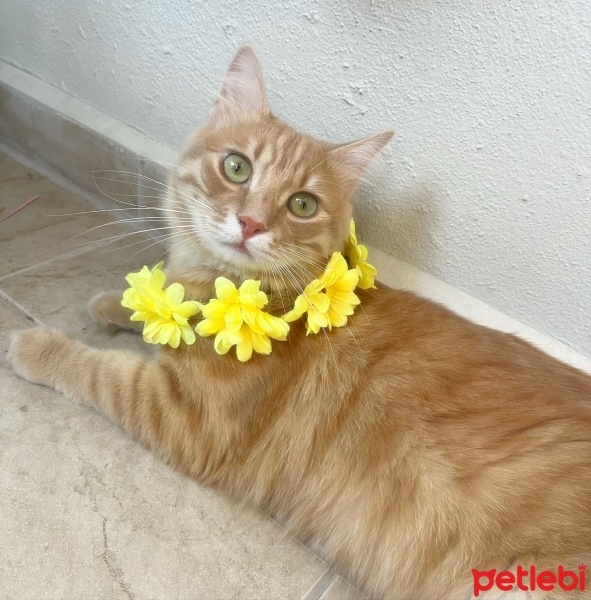 Sarman, Kedi  BALIM fotoğrafı